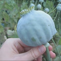 1000 Giant Rattle Poppy Seeds – P. Somniferum | Huge Pink & White Blooms | Heirloom Flower | Attracts Pollinators