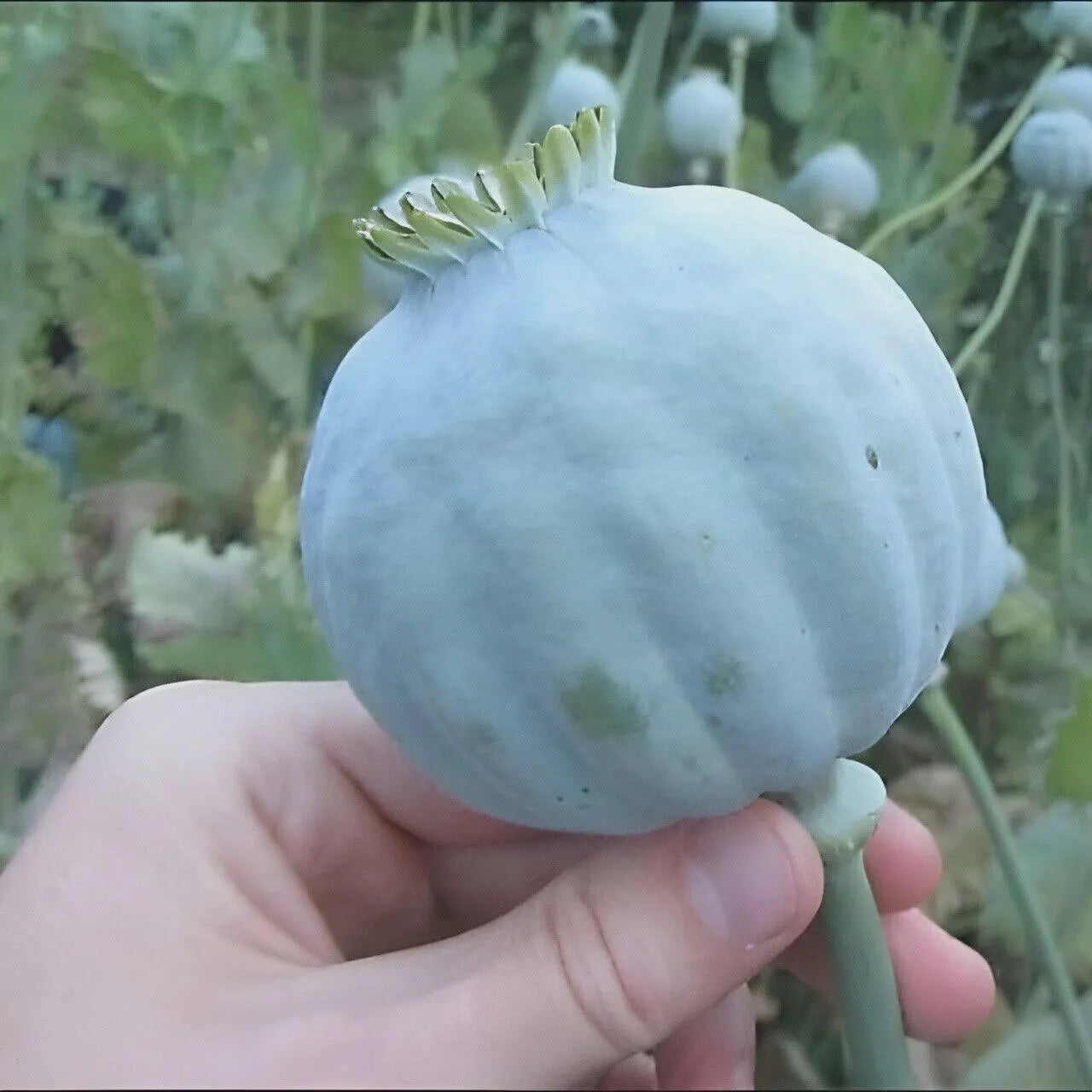 1000 Giant Rattle Poppy Seeds – P. Somniferum | Huge Pink & White Blooms | Heirloom Flower | Attracts Pollinators