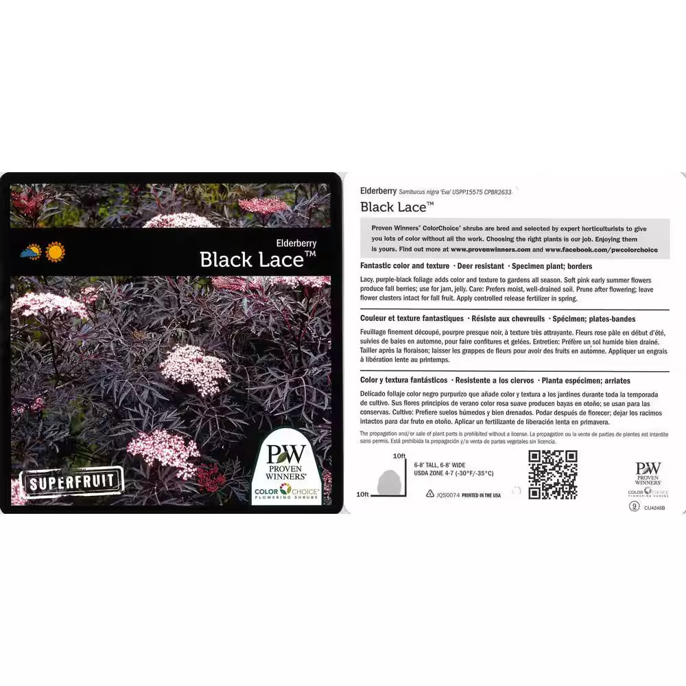4.5 In. Qt. Black Lace Elderberry (Sambucus) Live Shrub, Pink Flowers