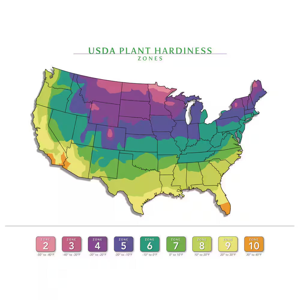 1 Gal. Autumn Sunset Azalea Live Reblooming Shrub with Semi-Double Bright Red Flowers