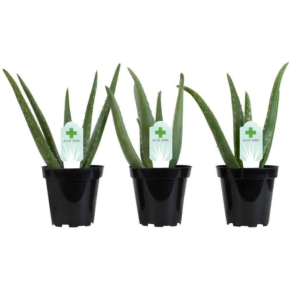 Live Aloe Vera Succulent Plants (3-Pack), 3.5In. Grower Pots, Easy Live Houseplants, Approx 10In. Tall,Indoor Succulents