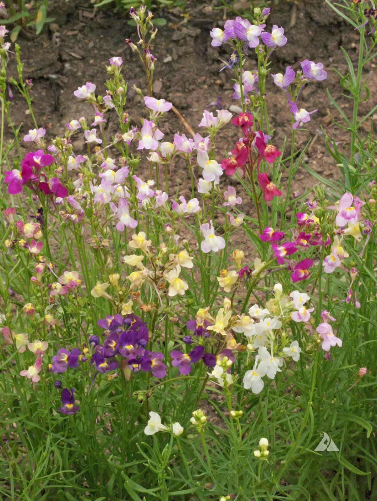Wildflower Mix SHADE Garden Flowers Woodland Pollinator Butterfly 1000 Seeds!