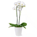 Premium Orchid (Phalaenopsis) White with Yellow Throat Plant in 5 In. White Ceramic Pottery