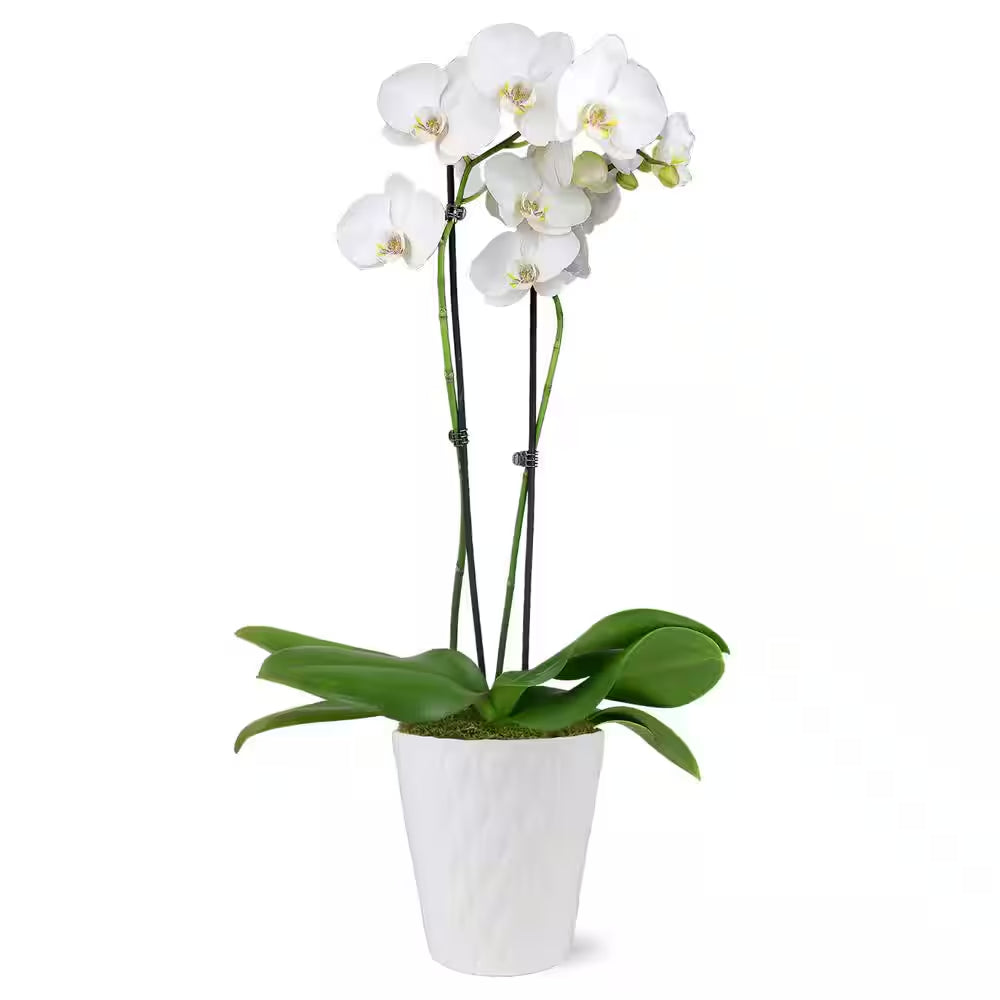 Premium Orchid (Phalaenopsis) White with Yellow Throat Plant in 5 In. White Ceramic Pottery