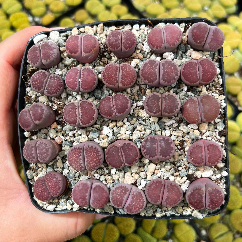 Living Stone Succulents – Lithops 1, 3, or 5 – Real Live Plants