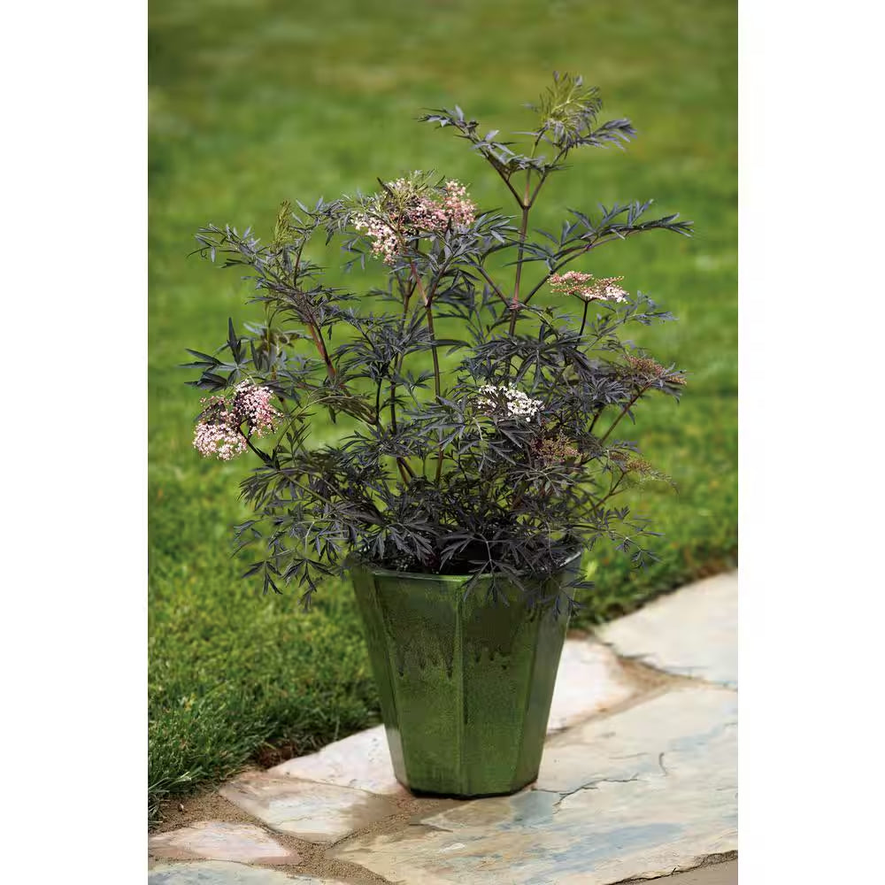 4.5 In. Qt. Black Lace Elderberry (Sambucus) Live Shrub, Pink Flowers
