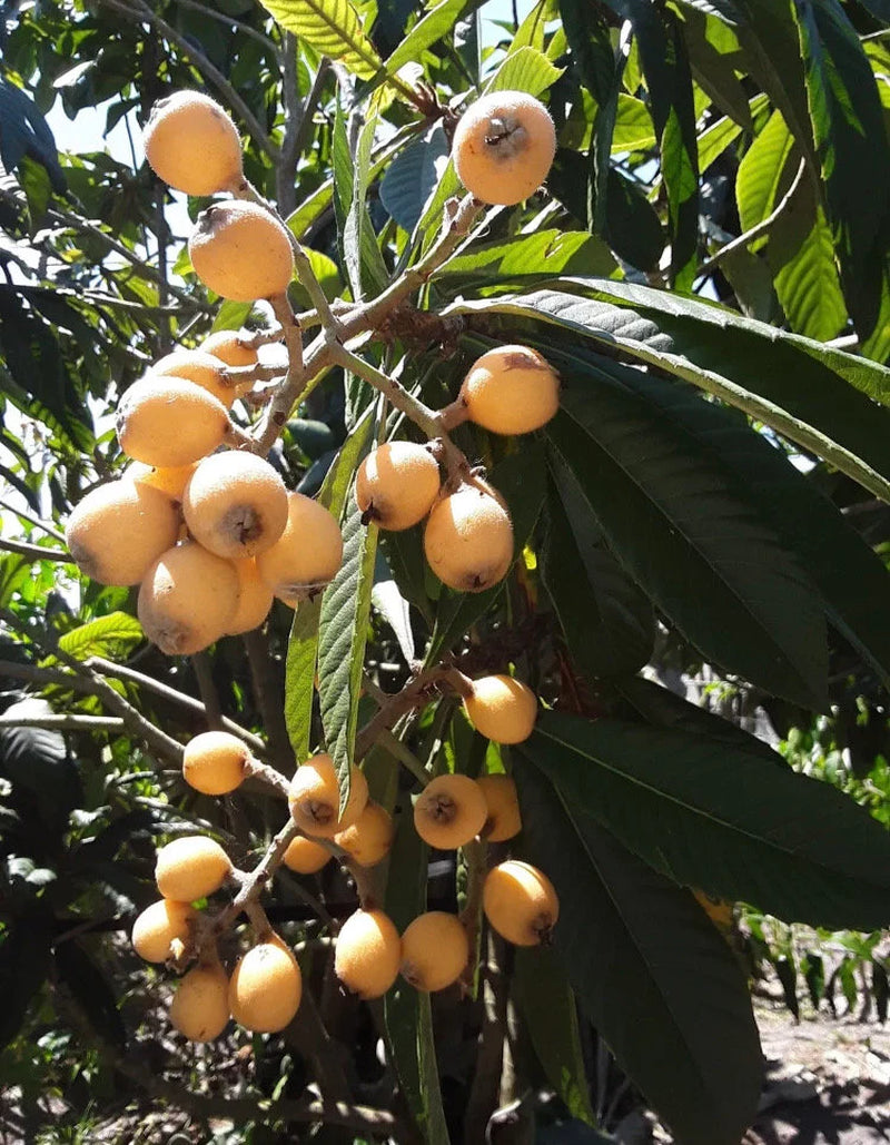 Loquat Japanese Plum Tree 1 Live Plants 5” Tall Fruit Tree