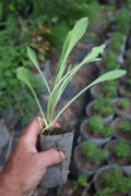 Blanket Flower Starter Plant (Gaillardia)