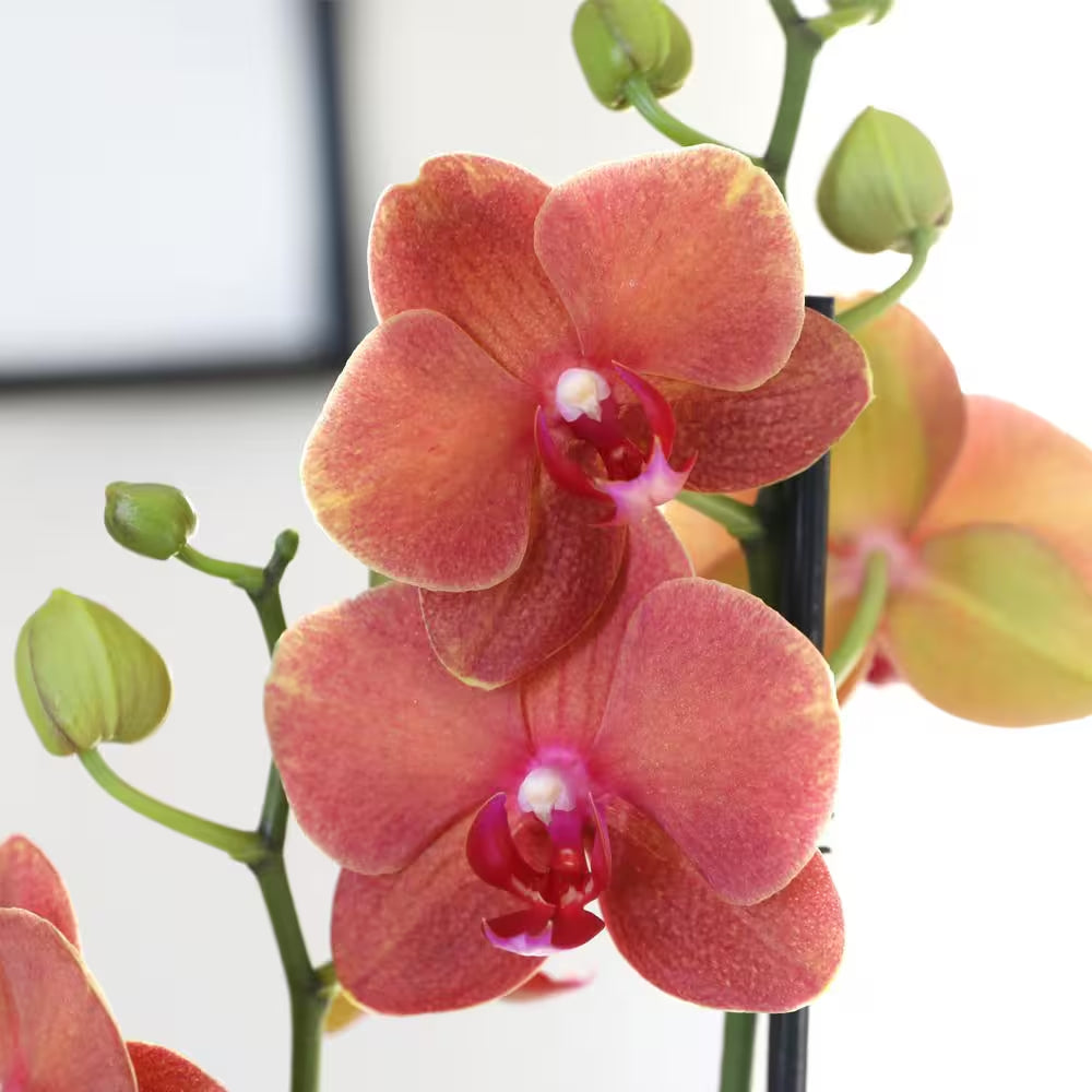 Premium Orchid (Phalaenopsis) Salmon Plant in 5 In. White Ceramic Pottery