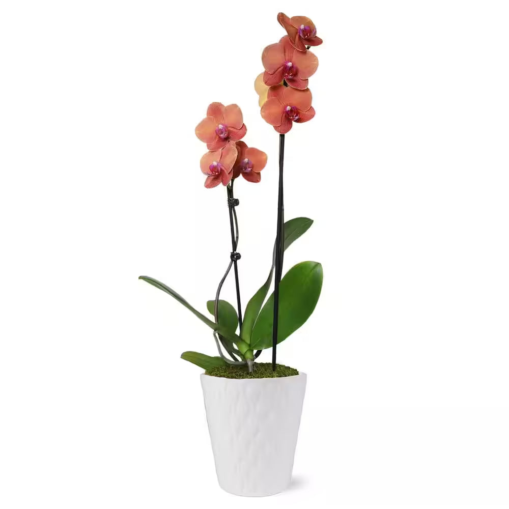Premium Orchid (Phalaenopsis) Salmon Plant in 5 In. White Ceramic Pottery