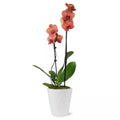 Premium Orchid (Phalaenopsis) Salmon Plant in 5 In. White Ceramic Pottery
