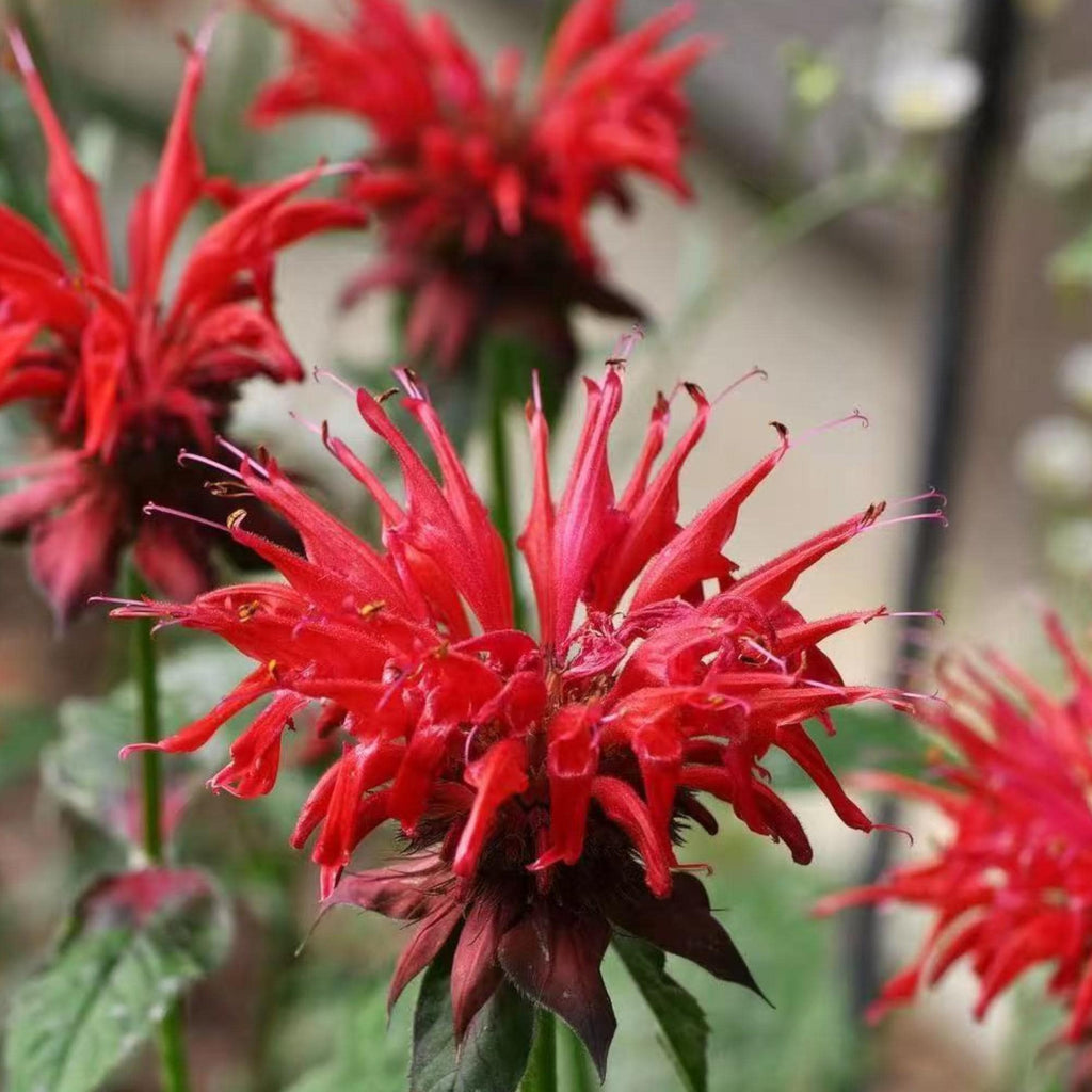 1000 Red Bee Balm Seeds – Heirloom Monarda Didyma for Pollinator Gardens, Borders & Wildflower Meadows