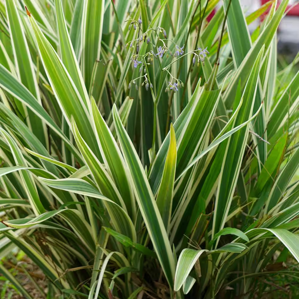 3 Gal. Dianella Flax Lilly Plant