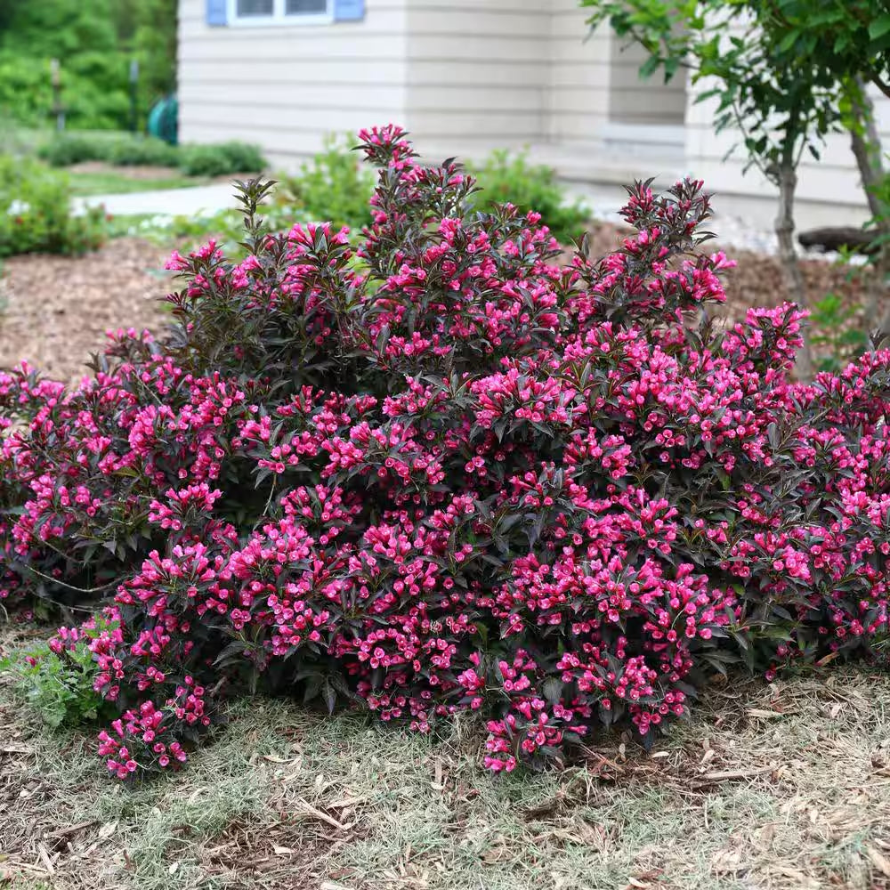2 Gal. Spilled Wine Weigela Shrub with Bright Pink Flowers and Deep Purple Foliage