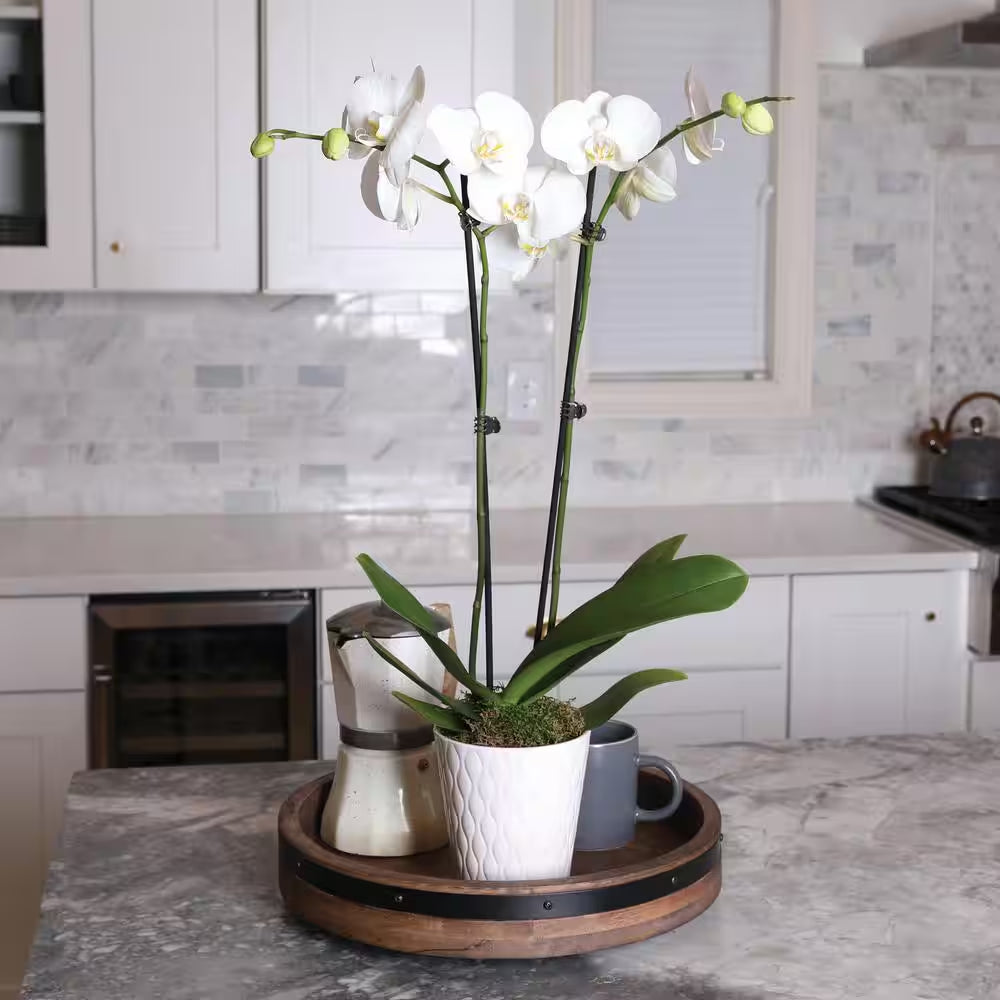Premium Orchid (Phalaenopsis) White with Yellow Throat Plant in 5 In. White Ceramic Pottery