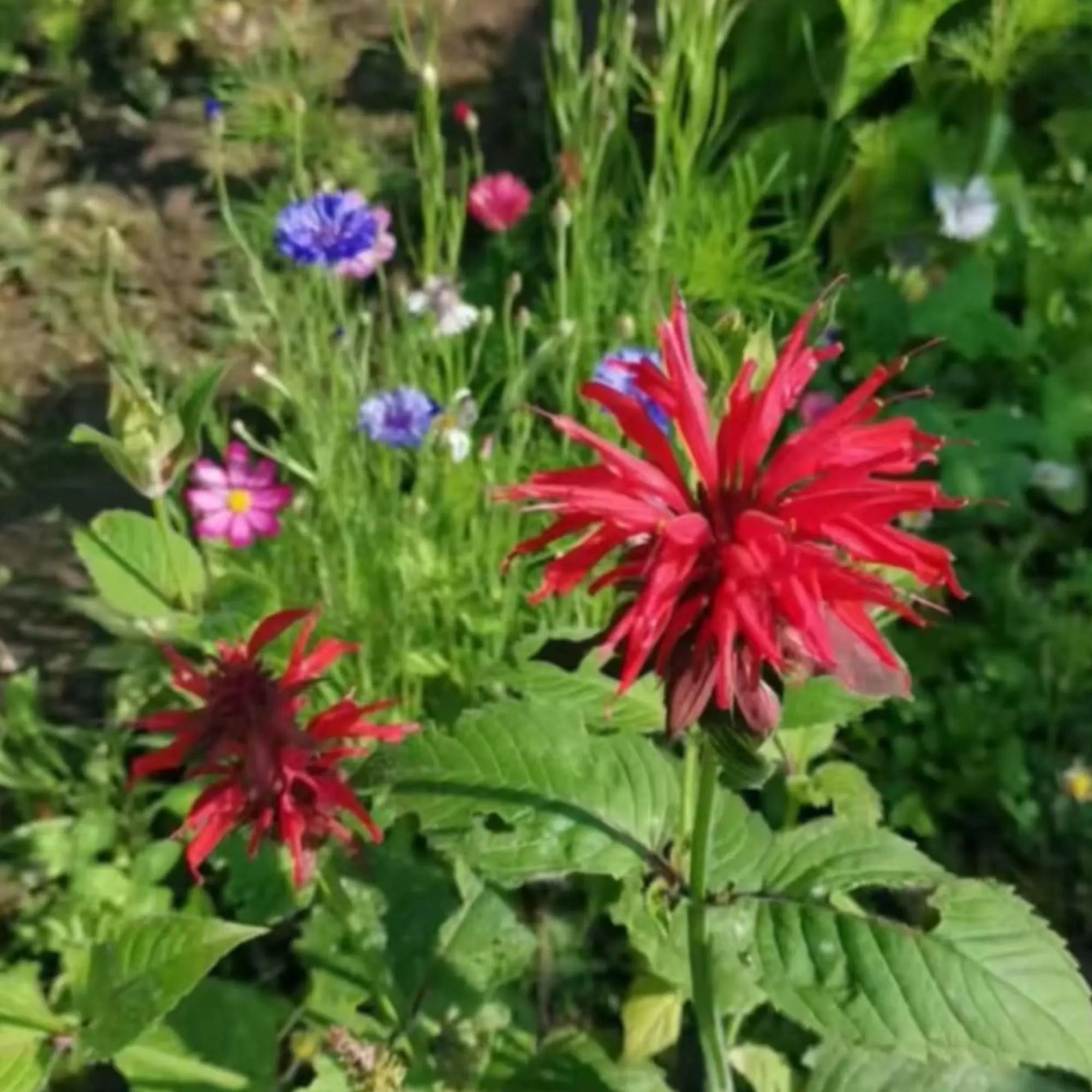 1000 Red Bee Balm Seeds – Heirloom Monarda Didyma for Pollinator Gardens, Borders & Wildflower Meadows
