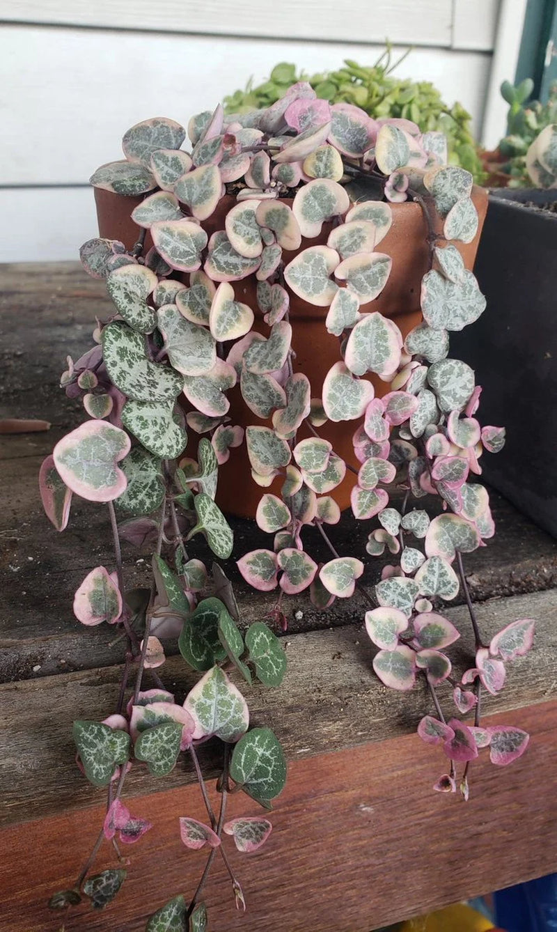 SPECIAL SALE - Rare Pink Variegated String of Hearts Plant Live in Pot Perfect Gift House Plant Ppp Low Light Indoor Plants