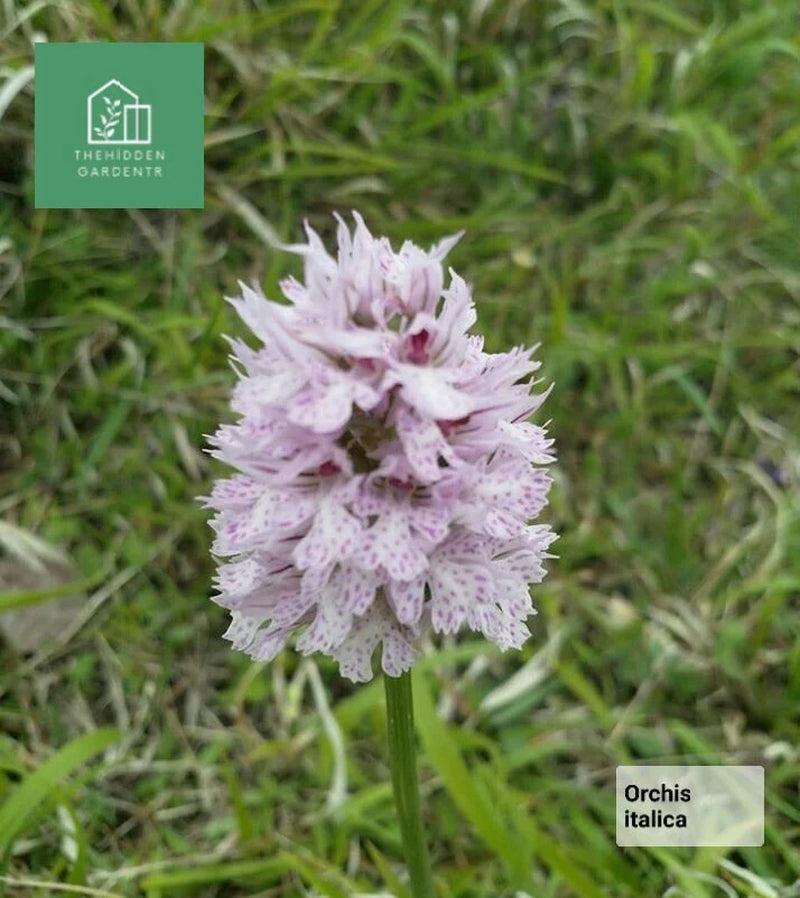 Italian Orchid Flowers 5 Live Plants *Orchis Italica*