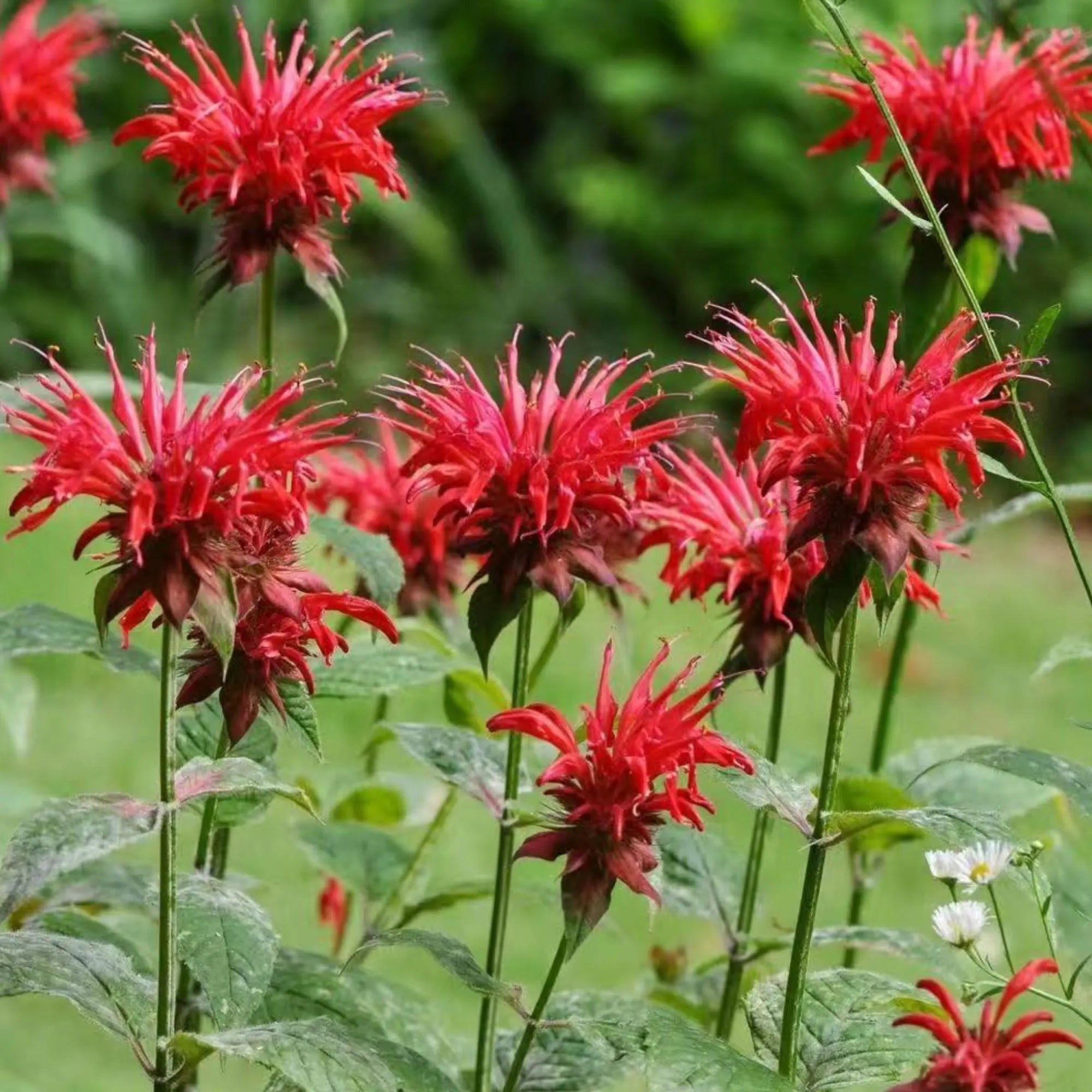 1000 Red Bee Balm Seeds – Heirloom Monarda Didyma for Pollinator Gardens, Borders & Wildflower Meadows