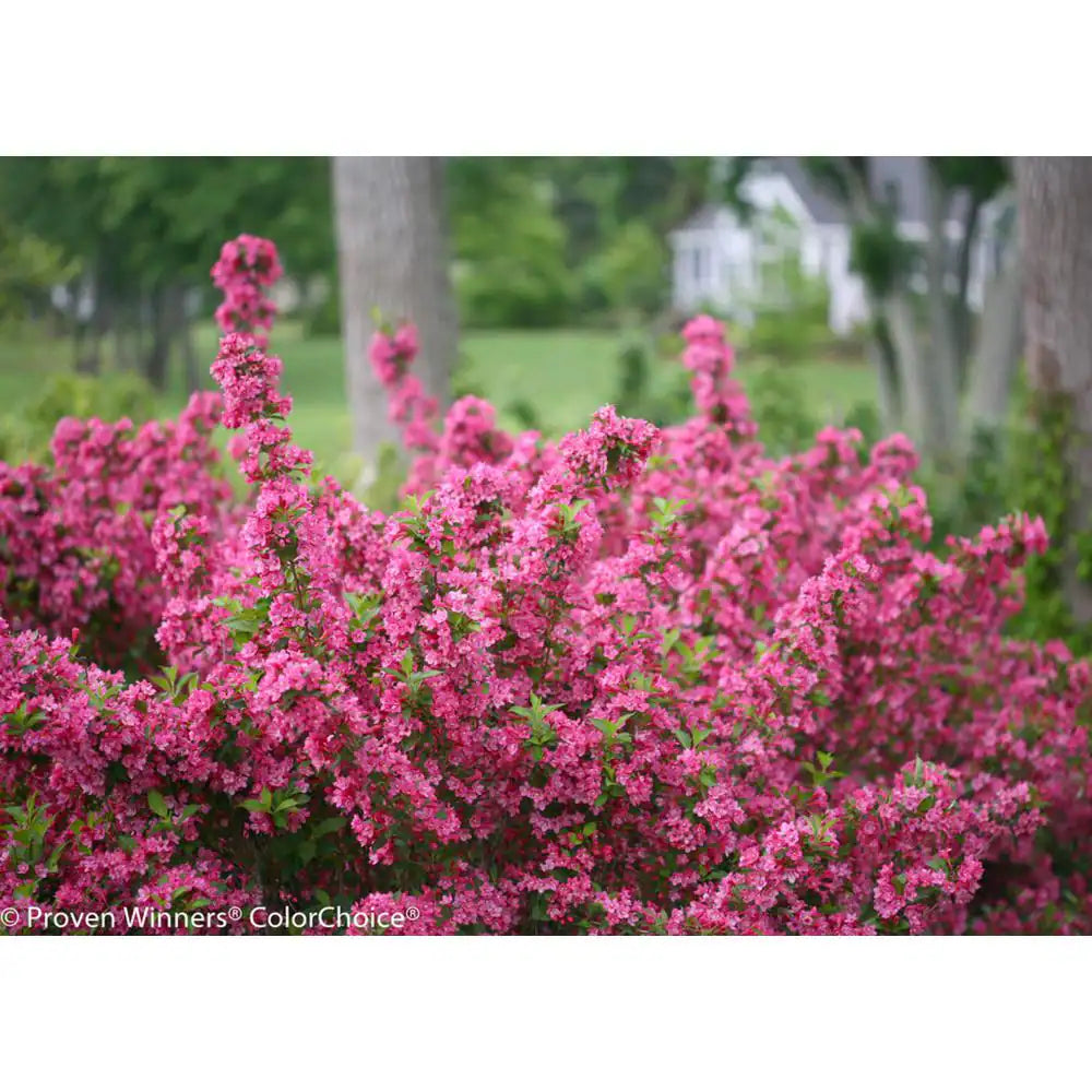 2 Gal. Sonic Bloom Pink Weigela Live Shrub with Hot Pink Reblooming Flowers