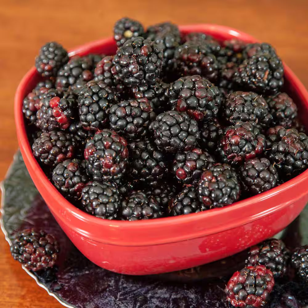 Primeark Freedom Blackberry Bush in 1 Gal. Growers Pot, Large Delicious Fruit