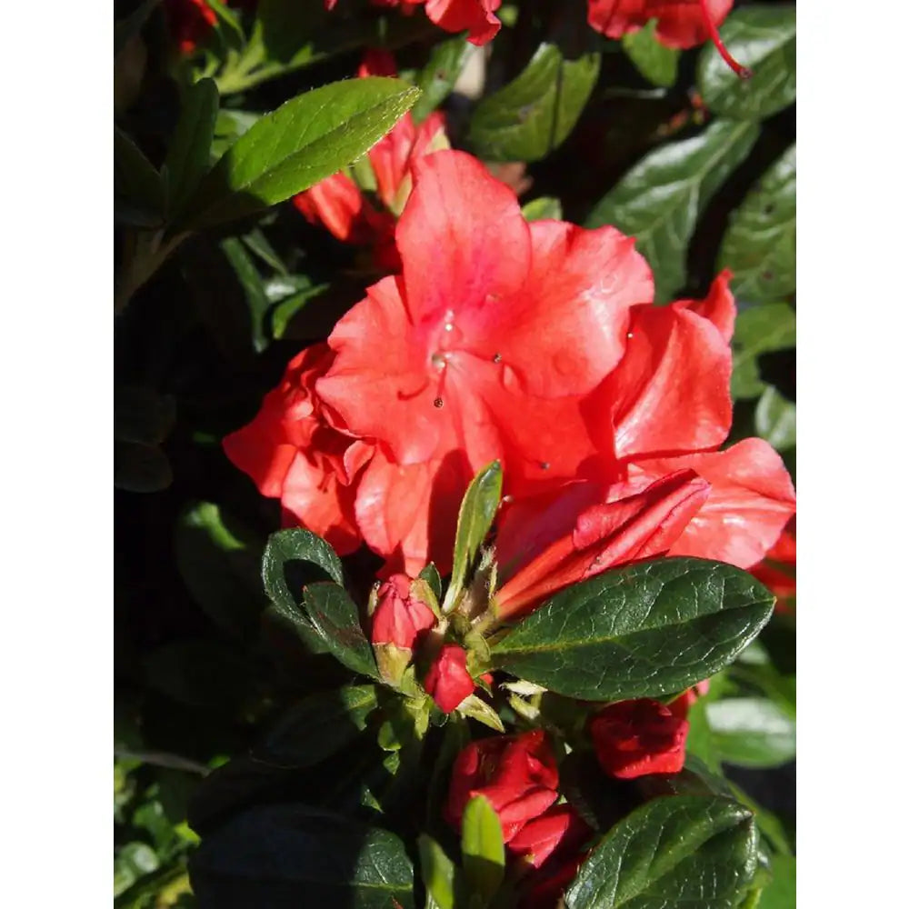 1 Gal. Autumn Sunset Azalea Live Reblooming Shrub with Semi-Double Bright Red Flowers