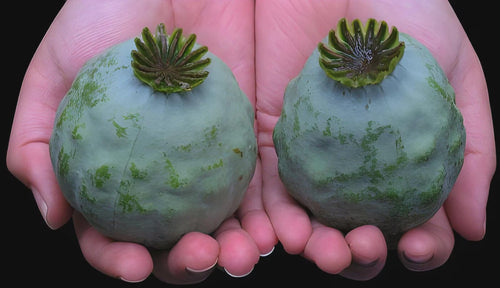 1000 Giant Rattle Poppy Seeds – P. Somniferum | Huge Pink & White Blooms | Heirloom Flower | Attracts Pollinators