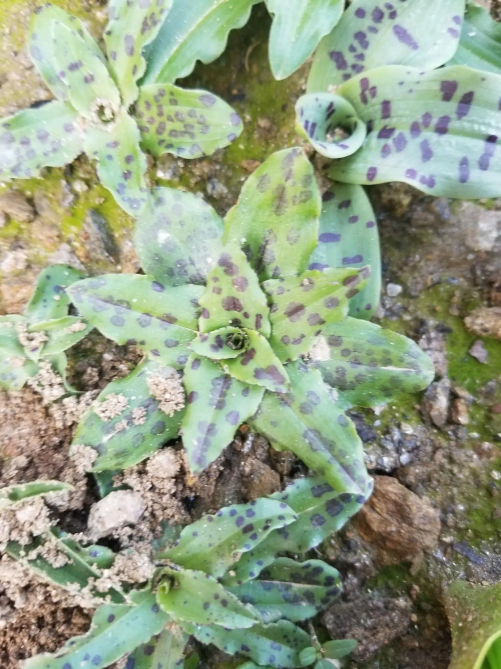 Italian Orchid Flowers 5 Live Plants *Orchis Italica*