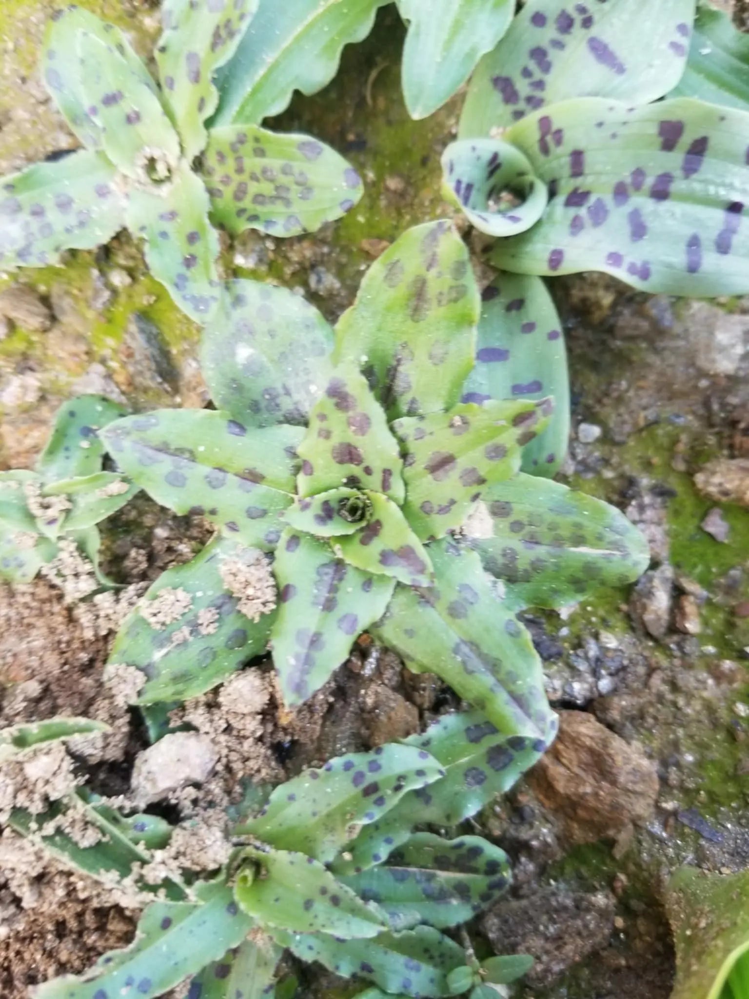 Italian Orchid Flowers 5 Live Plants *Orchis Italica*