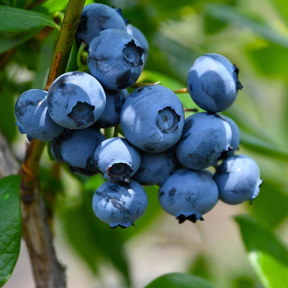 2.5 Qt. Woodard Blueberry Plant - Live Fruit-Bearing Rabbiteye Bush Variety