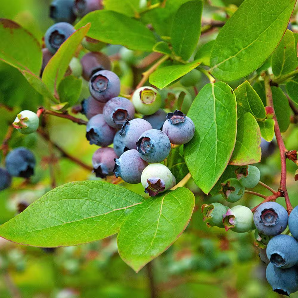 2 Gal. Hello Darlin Blueberry Plant - Live Fruit-Bearing Berry Bush