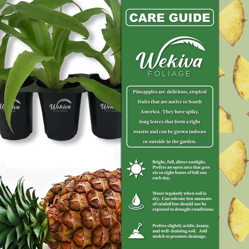 Elite Gold Pineapple Plant-1 Live Starter Plant-Ananas Comosus