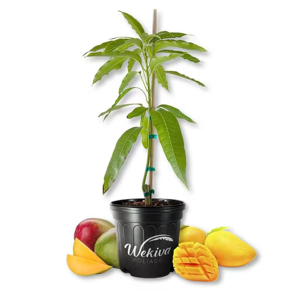 Alphonso Mango Tree-Live Fruit Trees in 10 In. Pots-Mangifera Indica-Tropical Edible Fruit Bearing Tree