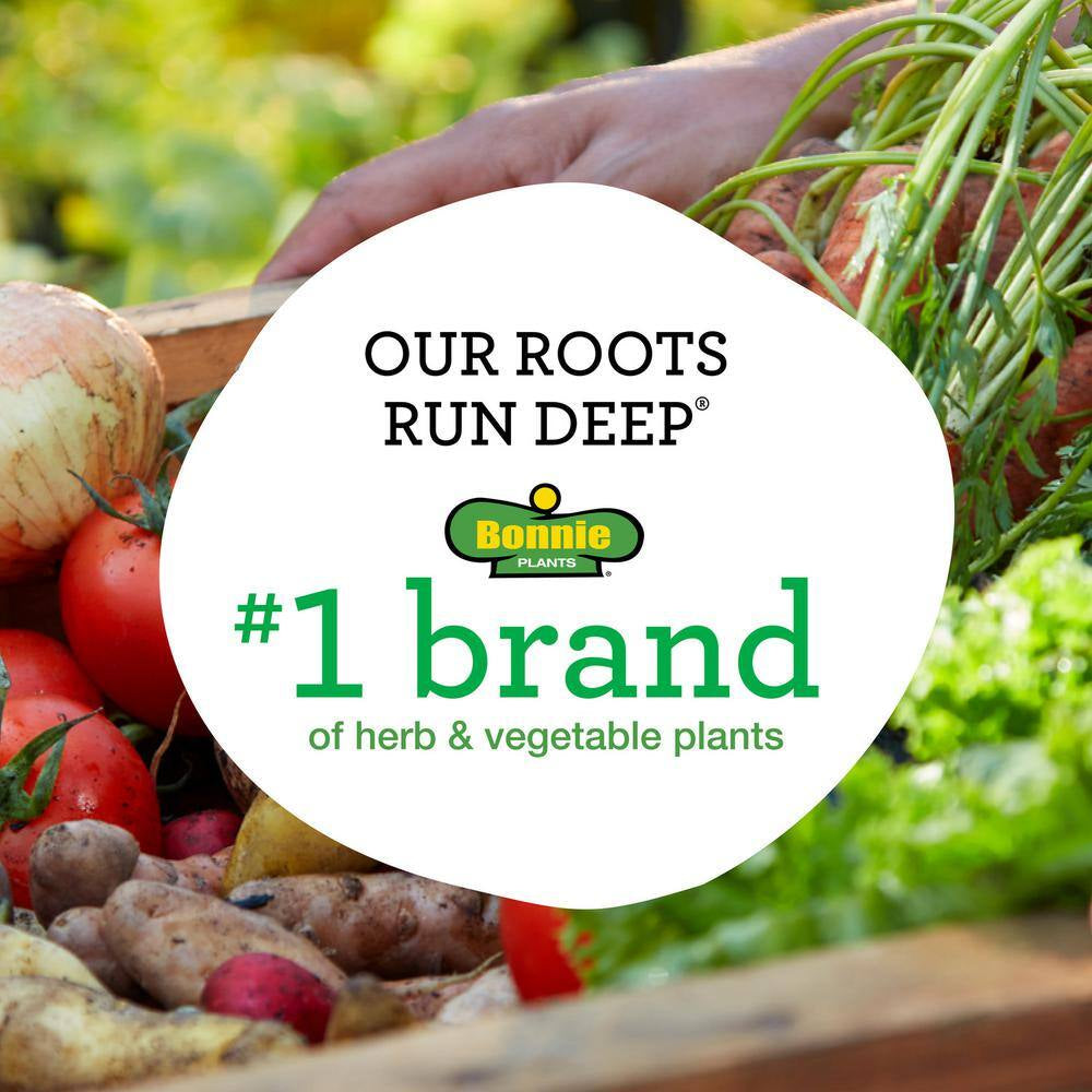 2.32 Qt. Lemongrass, Live Plant