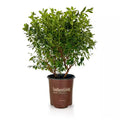 2 Gal. Hello Darlin Blueberry Plant - Live Fruit-Bearing Berry Bush
