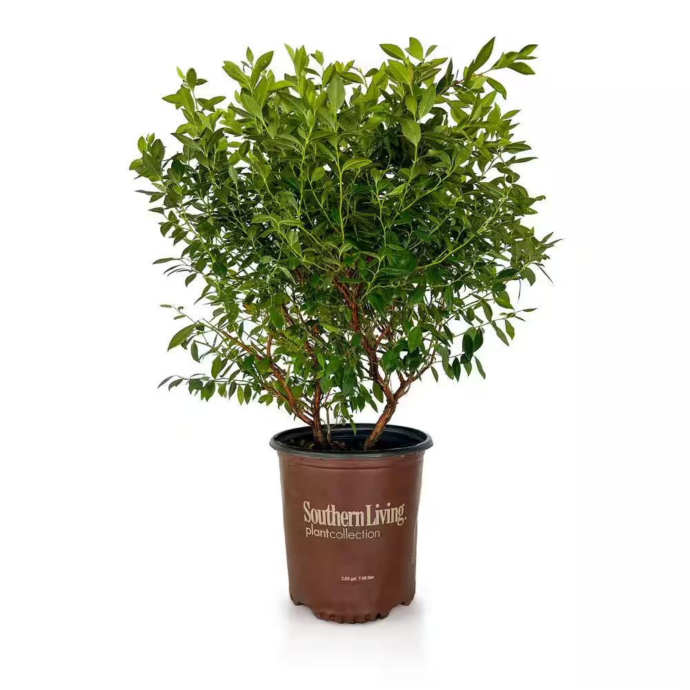 2 Gal. Hello Darlin Blueberry Plant - Live Fruit-Bearing Berry Bush