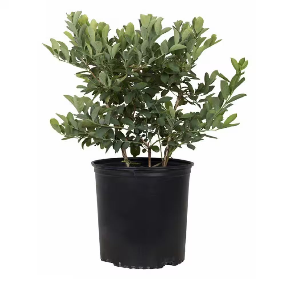 2.5 Qt. Woodard Blueberry Plant - Live Fruit-Bearing Rabbiteye Bush Variety