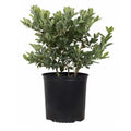 2.5 Qt. Woodard Blueberry Plant - Live Fruit-Bearing Rabbiteye Bush Variety