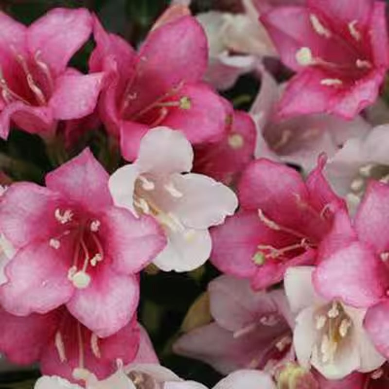 1 Gal. Czechmark Trilogy (Weigela) Live Shrub, White, Pink, and Red Flowers