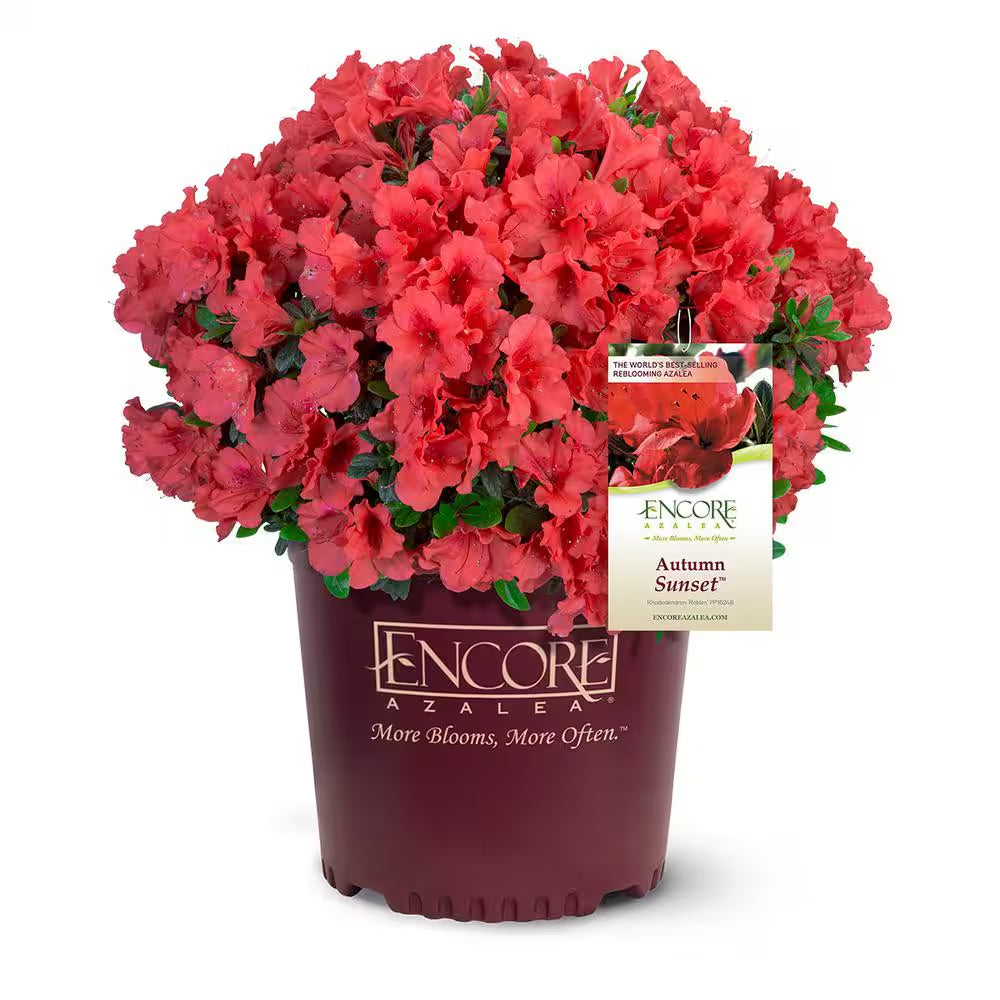 1 Gal. Autumn Sunset Azalea Live Reblooming Shrub with Semi-Double Bright Red Flowers