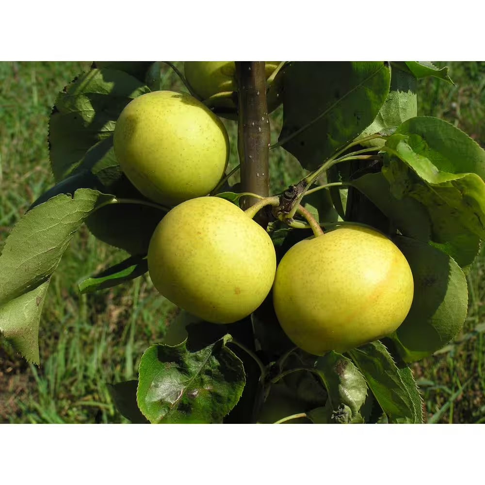 Dwarf Nijisseiki Asian Pear Bare Root