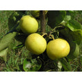 Dwarf Nijisseiki Asian Pear Bare Root