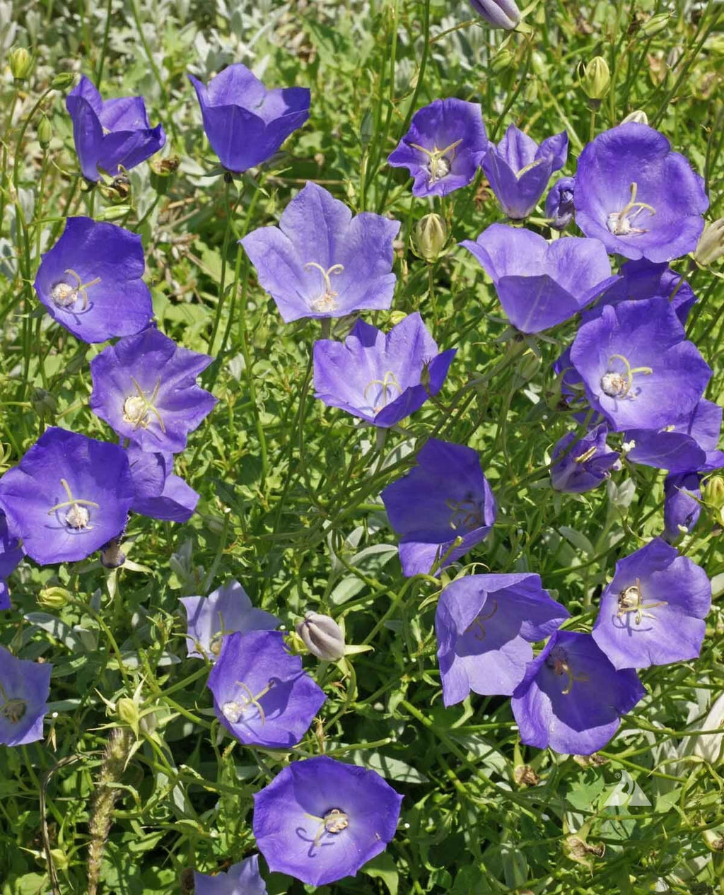 Wildflower Mix SHADE Garden Flowers Woodland Pollinator Butterfly 1000 Seeds!
