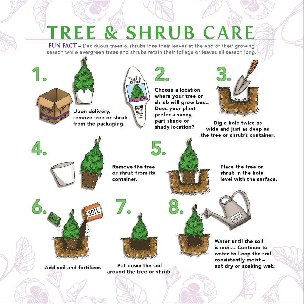 1 Gal. Autumn Sunset Azalea Live Reblooming Shrub with Semi-Double Bright Red Flowers