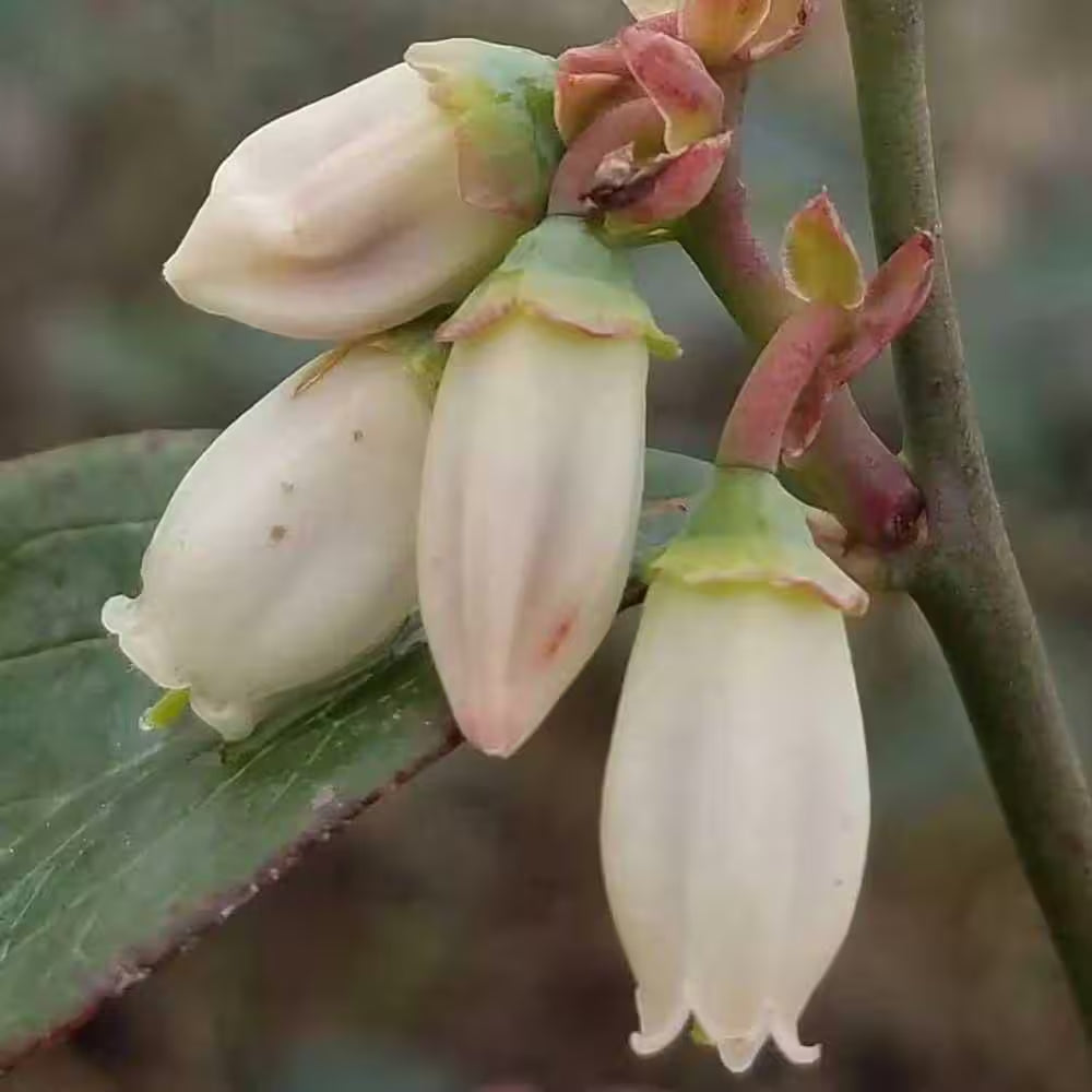 2 Gal. Hello Darlin Blueberry Plant - Live Fruit-Bearing Berry Bush