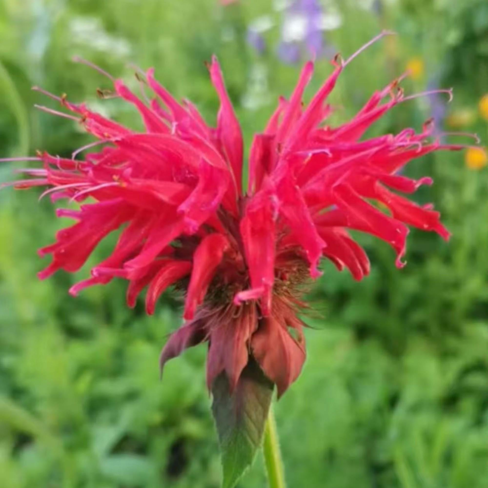 1000 Red Bee Balm Seeds – Heirloom Monarda Didyma for Pollinator Gardens, Borders & Wildflower Meadows