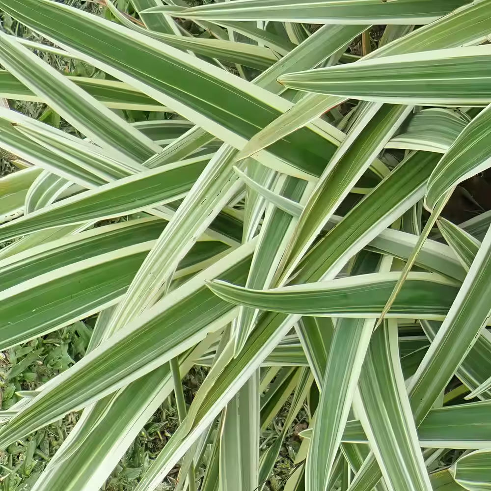 3 Gal. Dianella Flax Lilly Plant