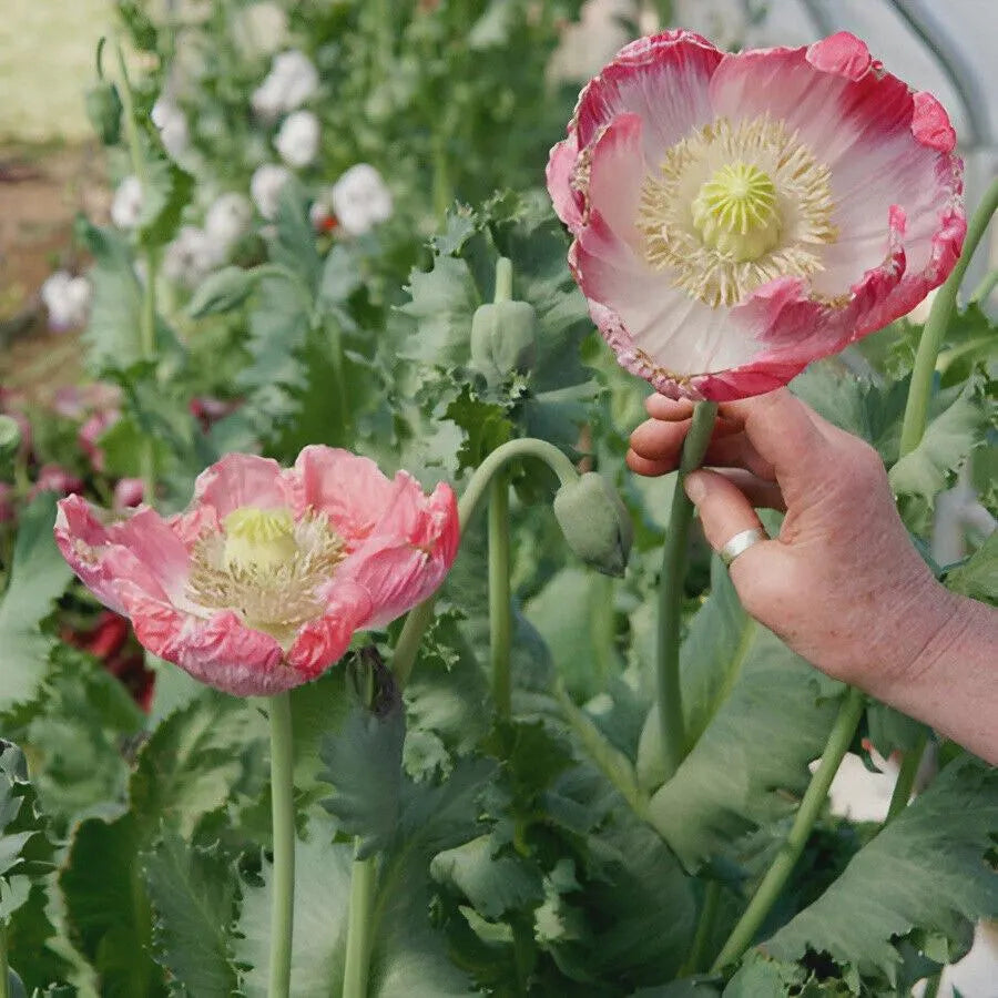 1000 Giant Rattle Poppy Seeds – P. Somniferum | Huge Pink & White Blooms | Heirloom Flower | Attracts Pollinators