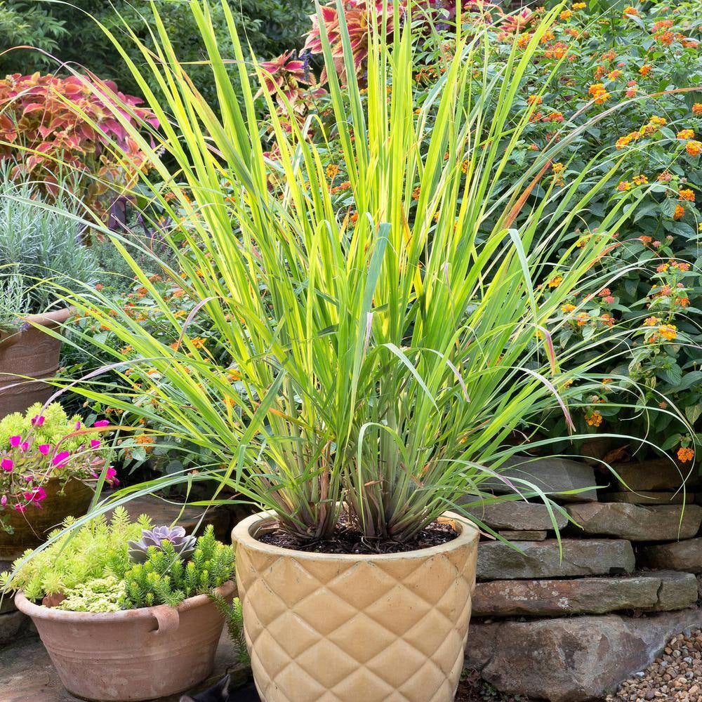 2.32 Qt. Lemongrass, Live Plant