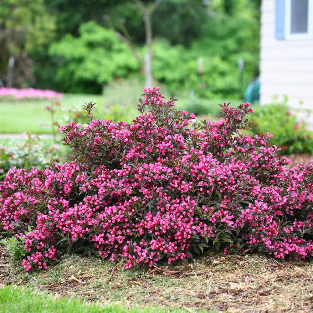 2 Gal. Spilled Wine Weigela Shrub with Bright Pink Flowers and Deep Purple Foliage